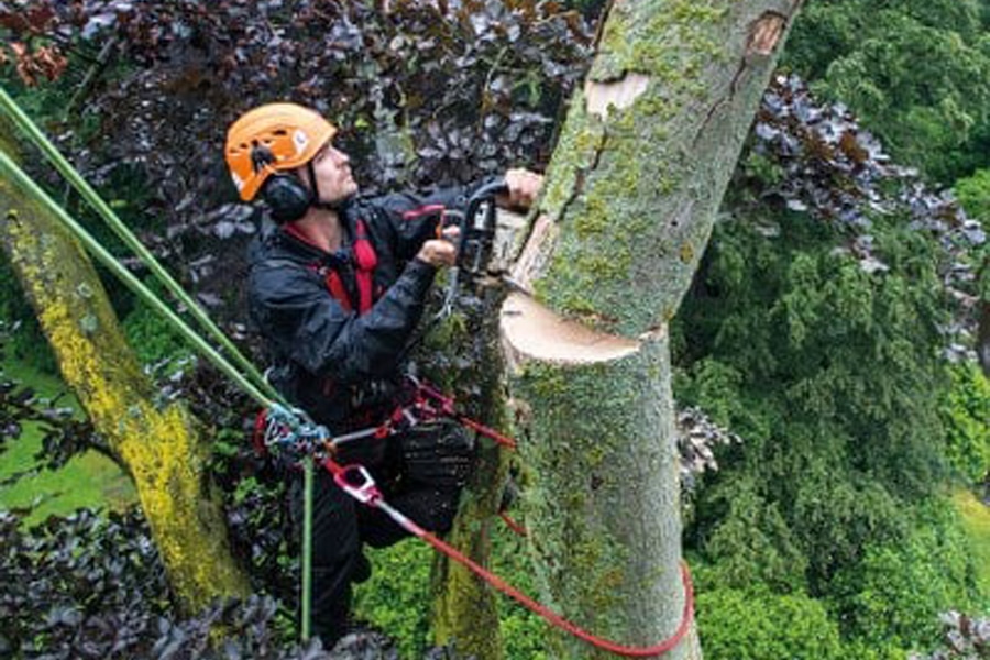 รุกขกร ปีนต้นไม้